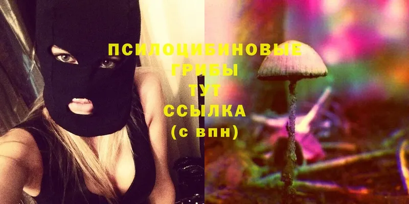 Псилоцибиновые грибы Psilocybine cubensis  Белёв 